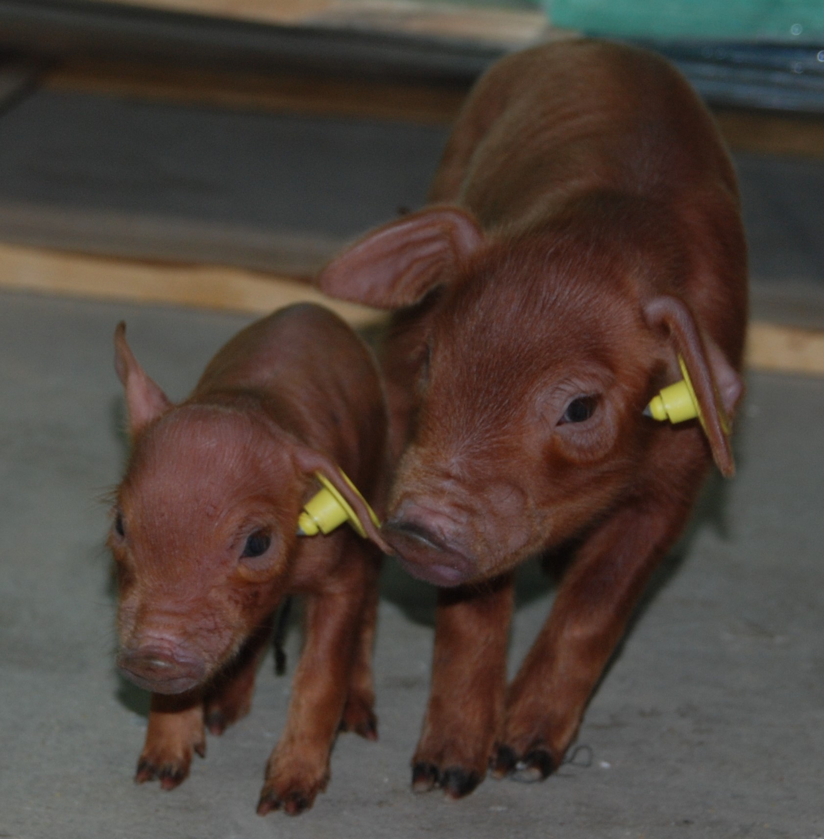 Iberian piglets corresponding to a prenatal programming experiment 