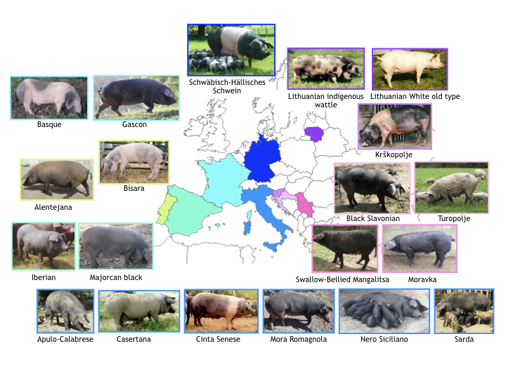 Porcine breeds analysed in the H2020 TREASURE project (Muñoz et al, 2018)