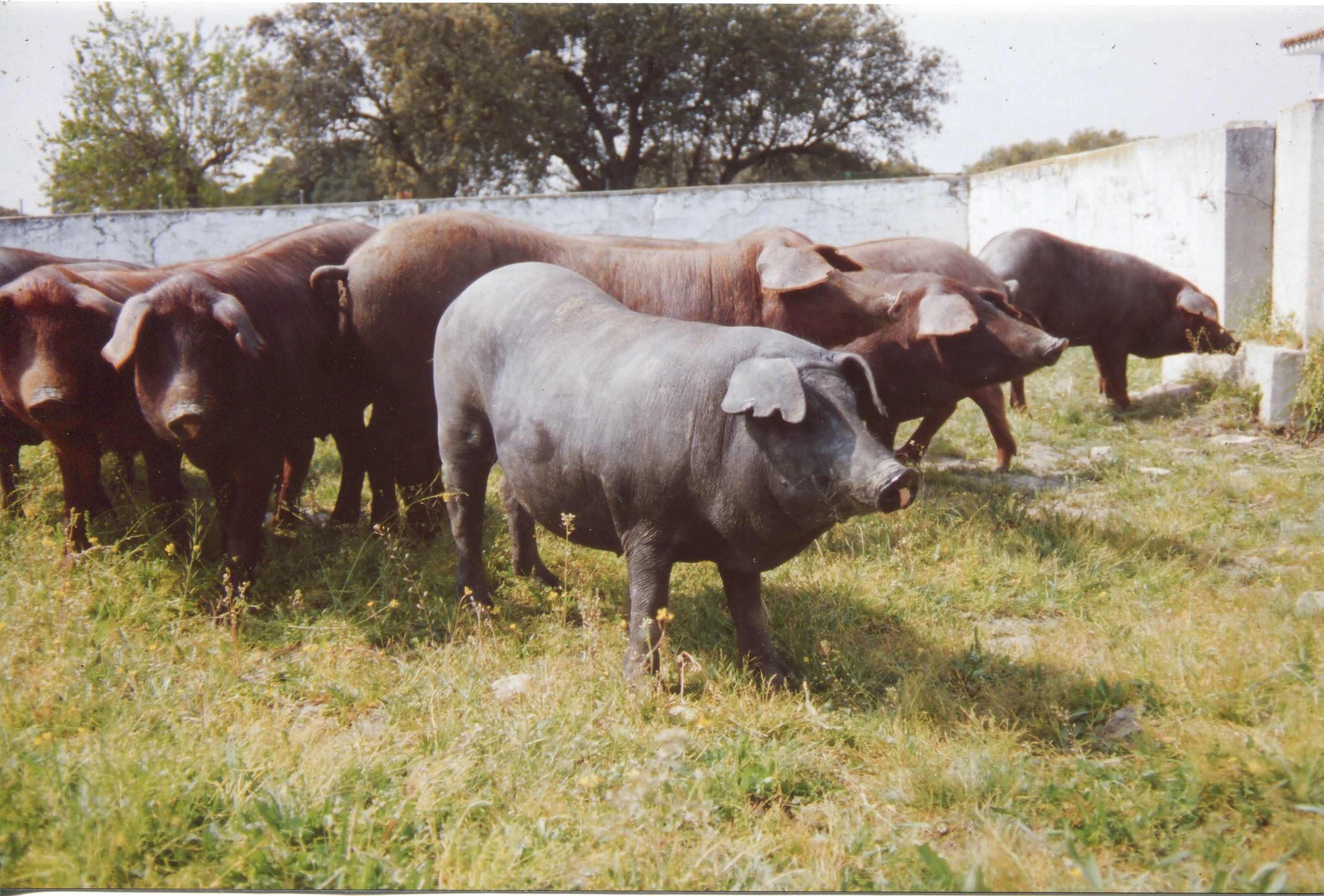 Guadyerbas and Torbiscal pigs in the experimental farm “Dehesón del Encinar”