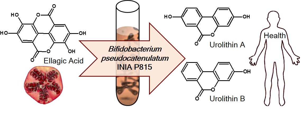 Producción de urolitina A y B por la cepa Bifidobacterium pseudocatenulatum INIA P815.