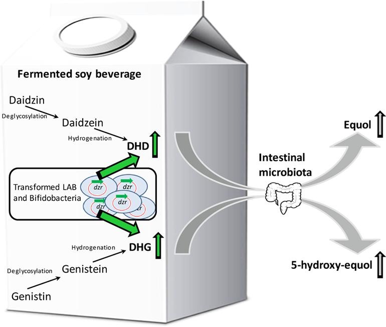 Application of recombinant lactic acid bacteria and bifidobacteria able to enrich soy beverage in dihydrodaidzein and dihydrogen