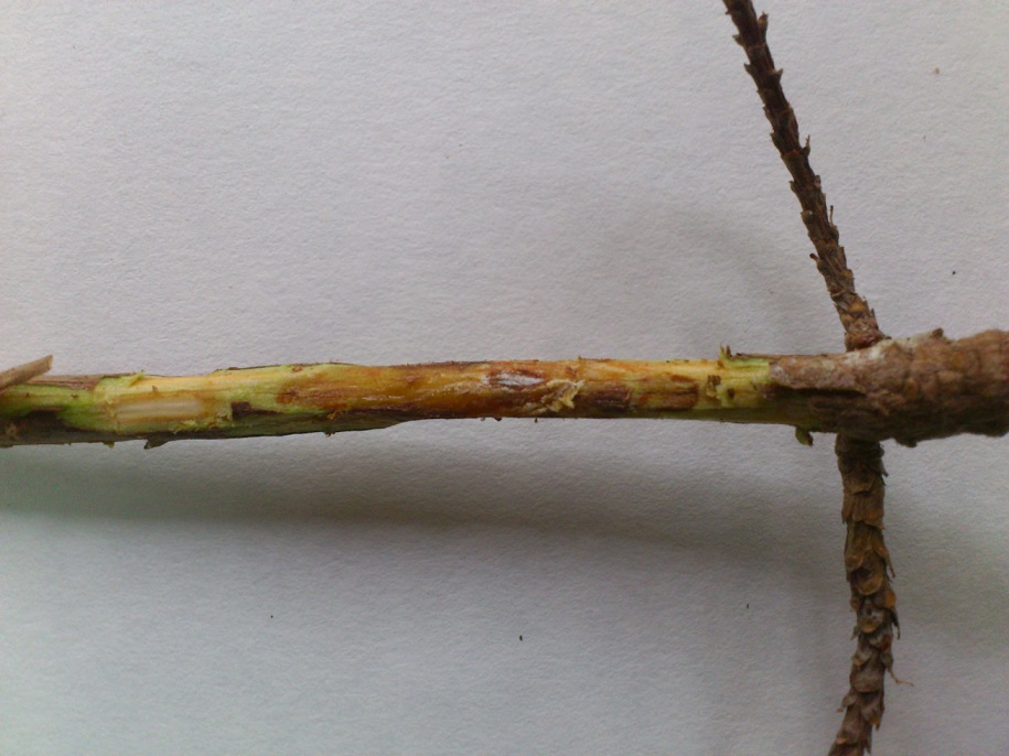 Lesion in a ramet obtained from a Pinus pinaster clonal bank after inoculation with Fusarium circinatum