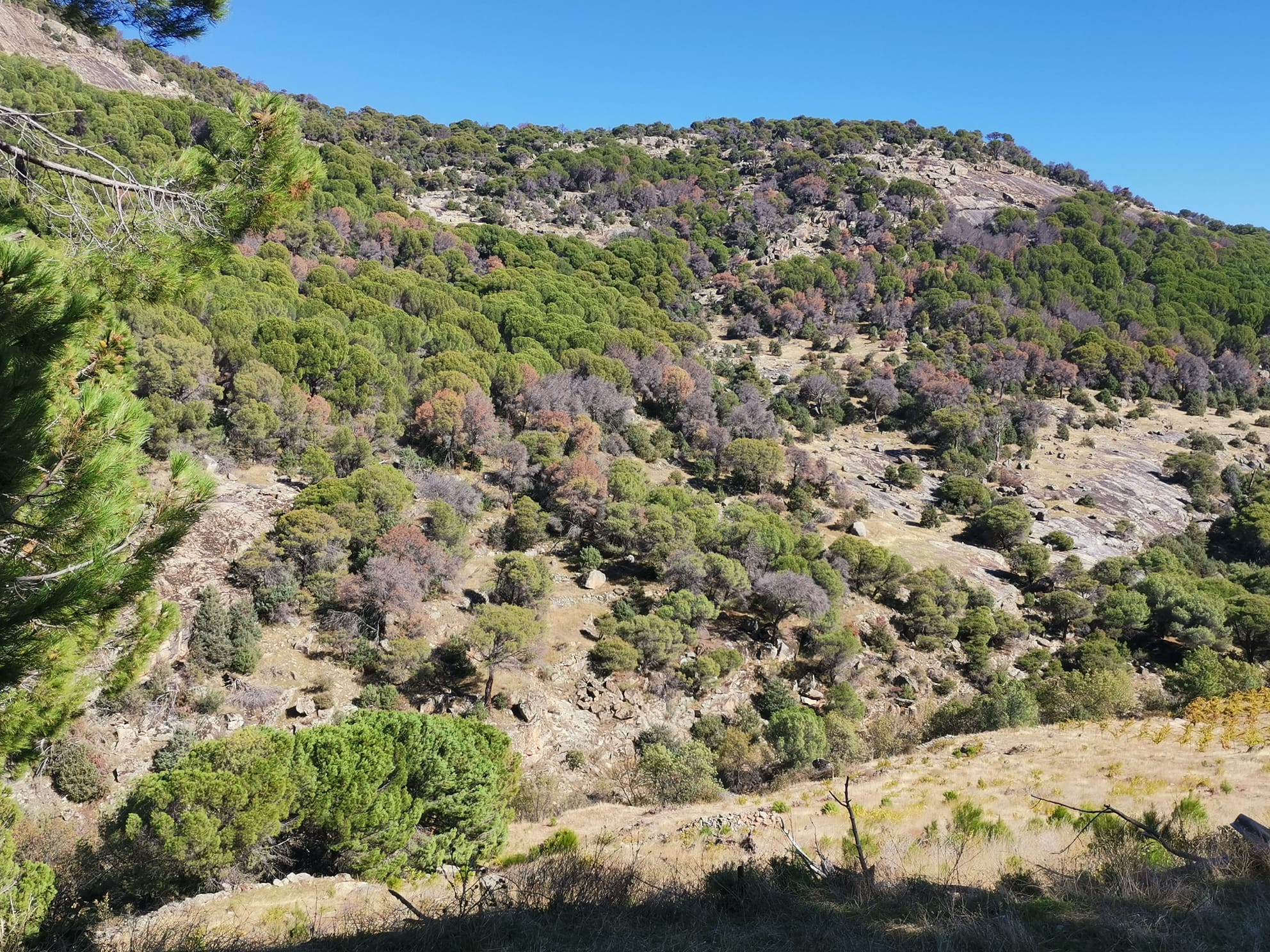 Pine forest decline in Madrid province 
