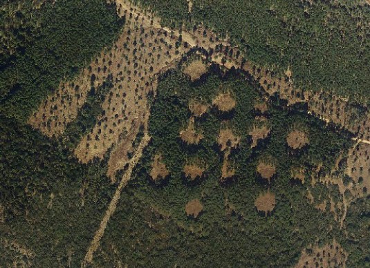 Group selection cuttings in Pinus pinaster afforestation: effect of tree density and regeneration specific composition