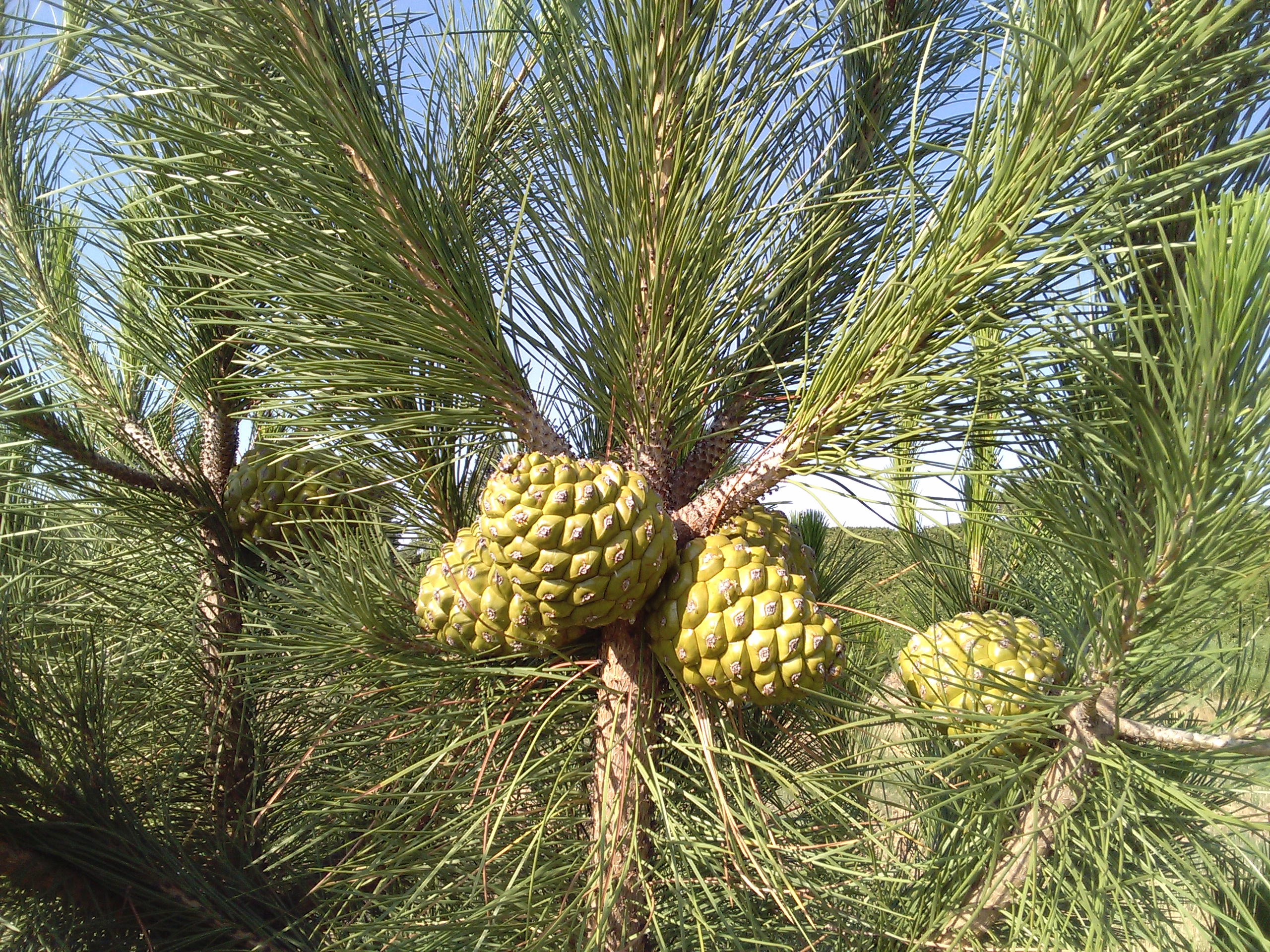Mediterranean pine nuts can be collected in forest ecosystems or grafted orchards 