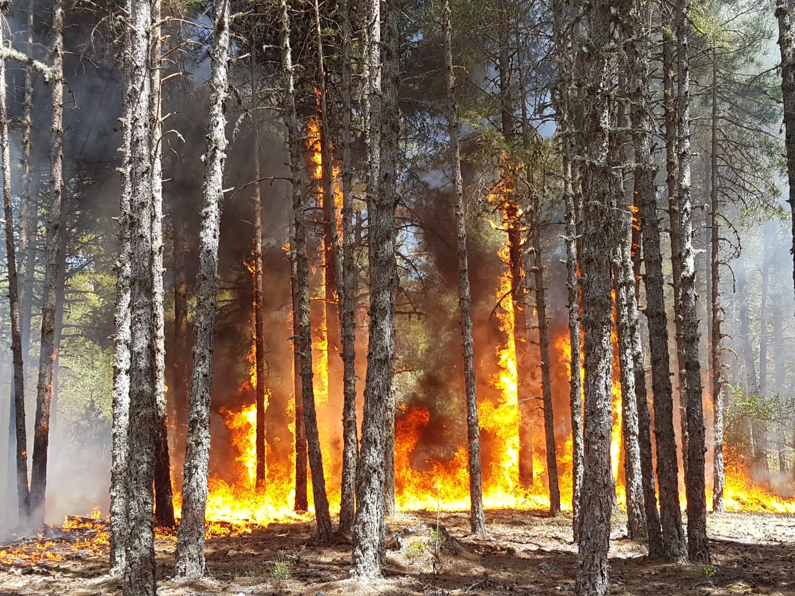 High intensity prescribed burning in a pine forest in the Cuenca Mountains (Central-Eastern Spain)