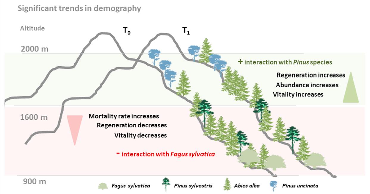 Distribution changes of fir (Abies alba) populations in the Spanish Pyrenees: expansión in Pinus sylvestris and Pinus uncinata p