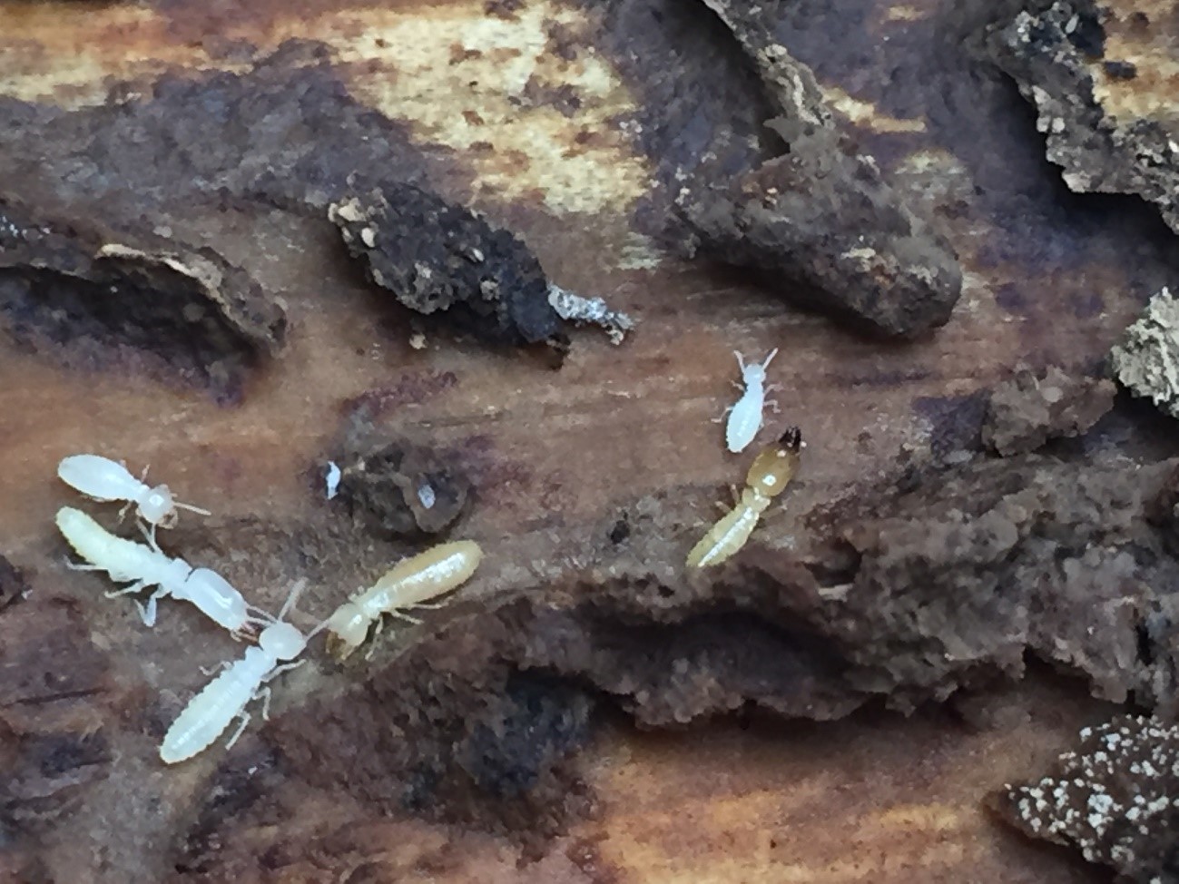 Termite damage (nymphs, workers and soldiers)