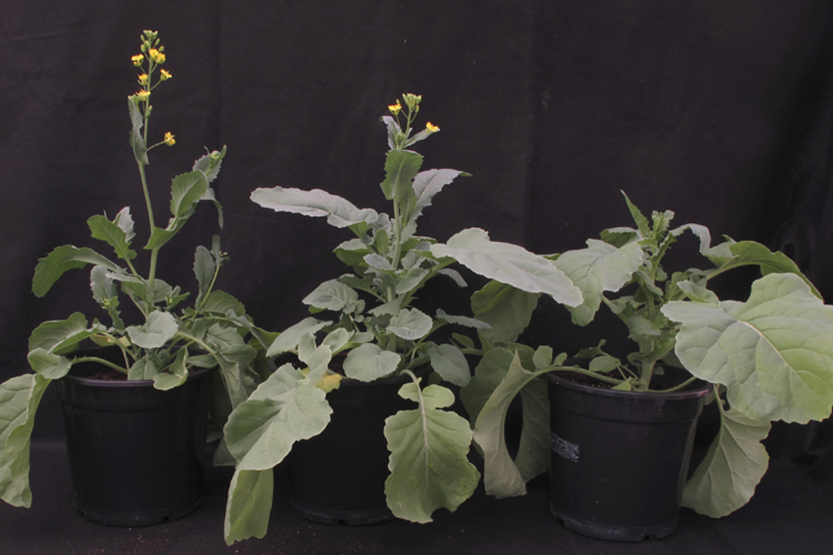 Flowering time of different oilseed rape genotypes