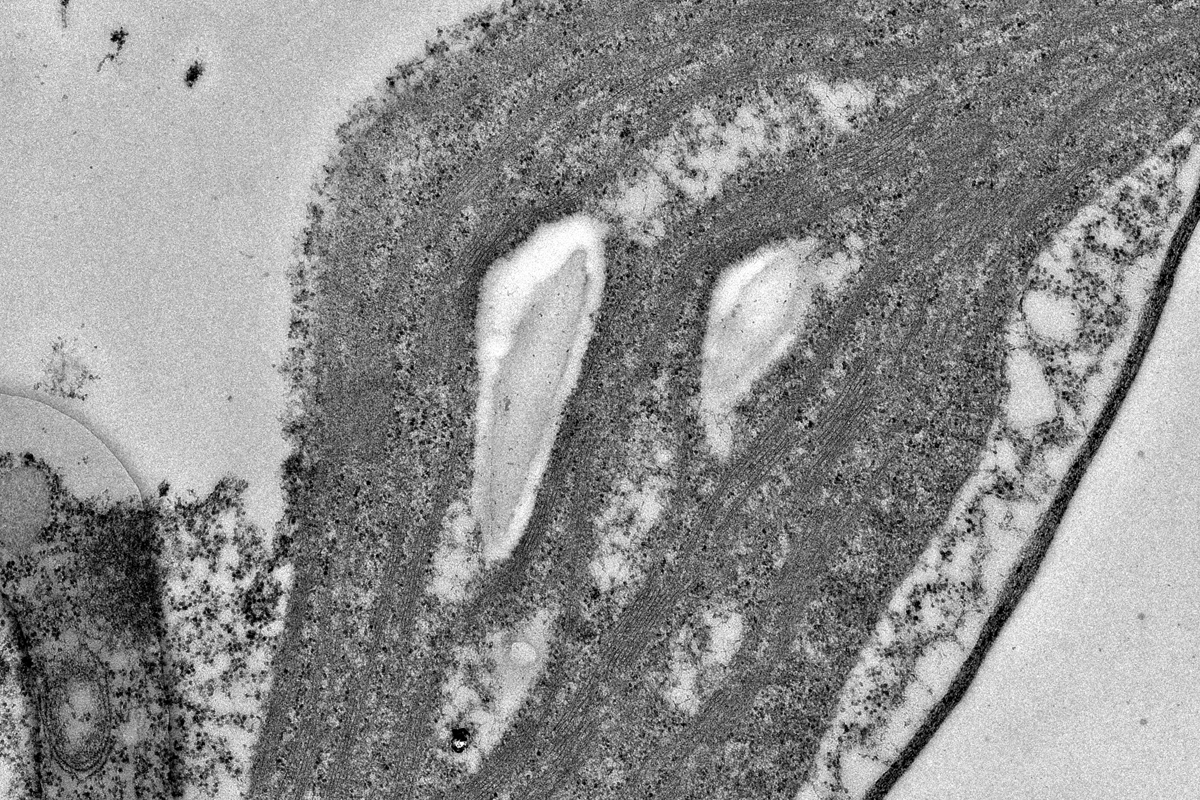 Detail of a plant cell obtained by transmission electron microscopy 