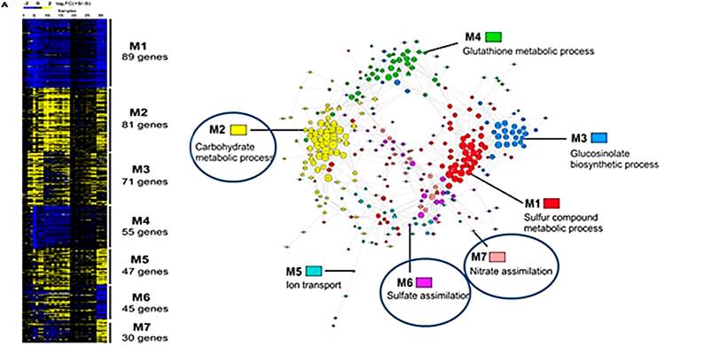 Gene Co-expression Network Analysis predicts New Candidate Genes and Functional Modules Involved in the Sulphate Response (Henri