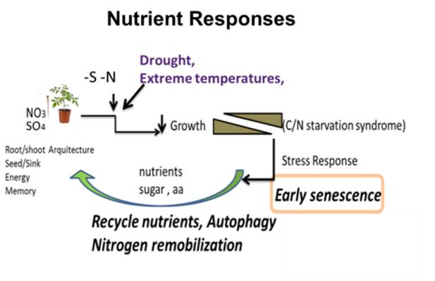 Plant responses to nutrient limitation and interaction with other abiotic stresses.