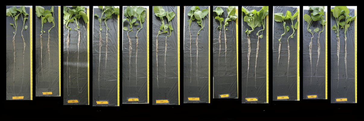 Differences in root system architecture of three oilseed rape varieties in response to warm temperature