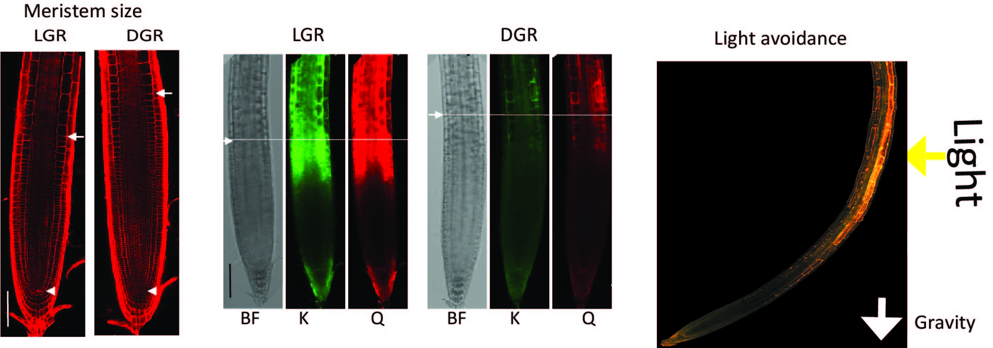 Regulation of lateral root development during nutrient deficiencies