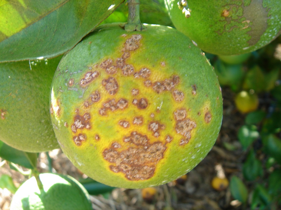 Symptoms of Citrus Bacterial Canker caused by Xanthomonas citri subsp. citri in orange fruit in Florida (USA)