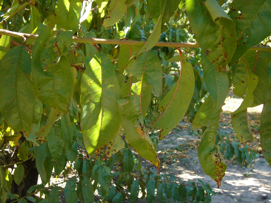 Symptoms of bacterial spot of Stone fruits and almond caused by Xanthomonas arboricola pv. pruni in peach in Spain