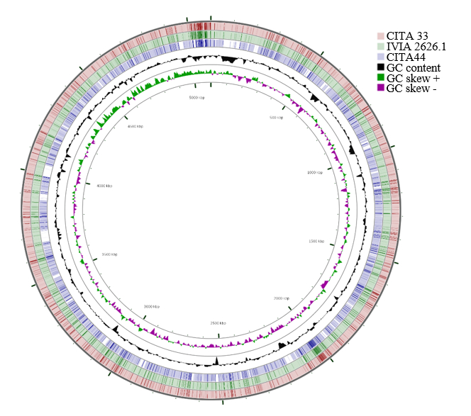 Nucleotide genome comparison of pathogenic and non-pathogenic Xanthomonas arboricola strains isolated from Prunus spp. 