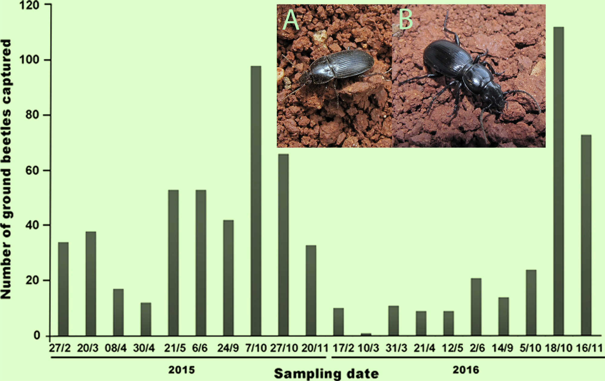 Evolution of ground beetles captures in pitfalls, in the olive growing area of southeastern Madrid. Most abundant species: Ortho