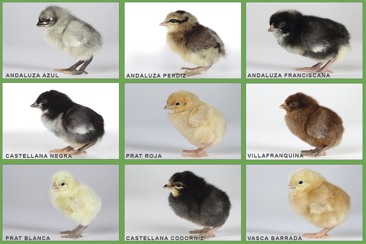 Chicks of the different breeds