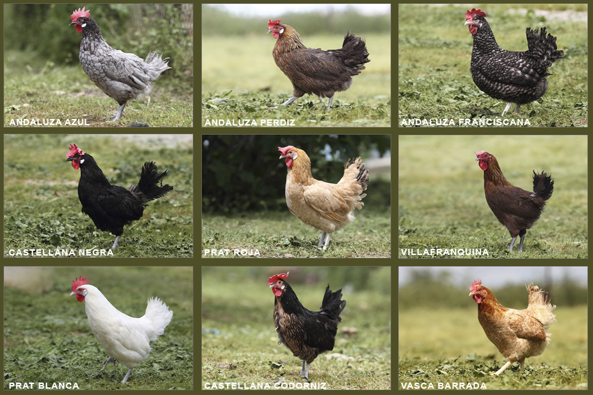 Hens of the different breeds