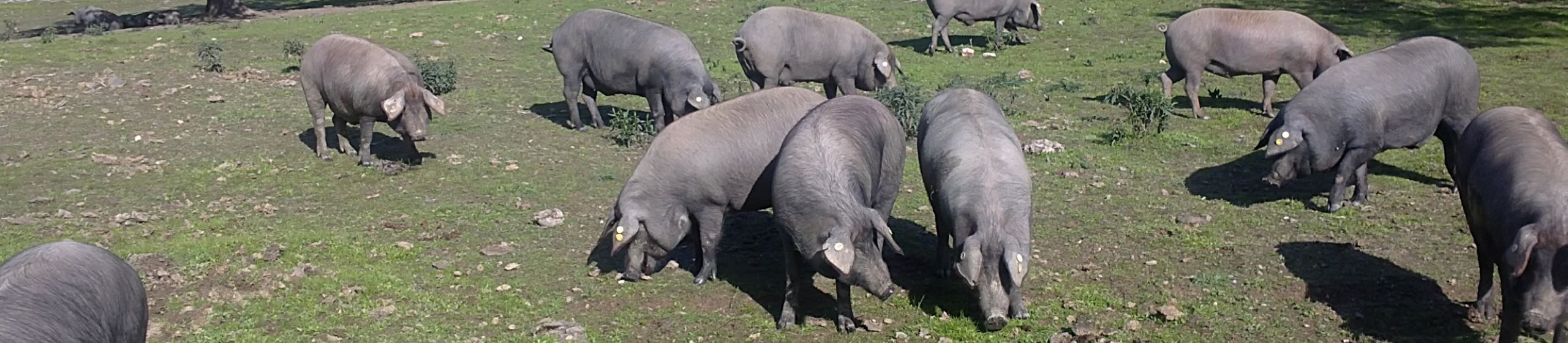 ​R&D Centre for Iberian Swine