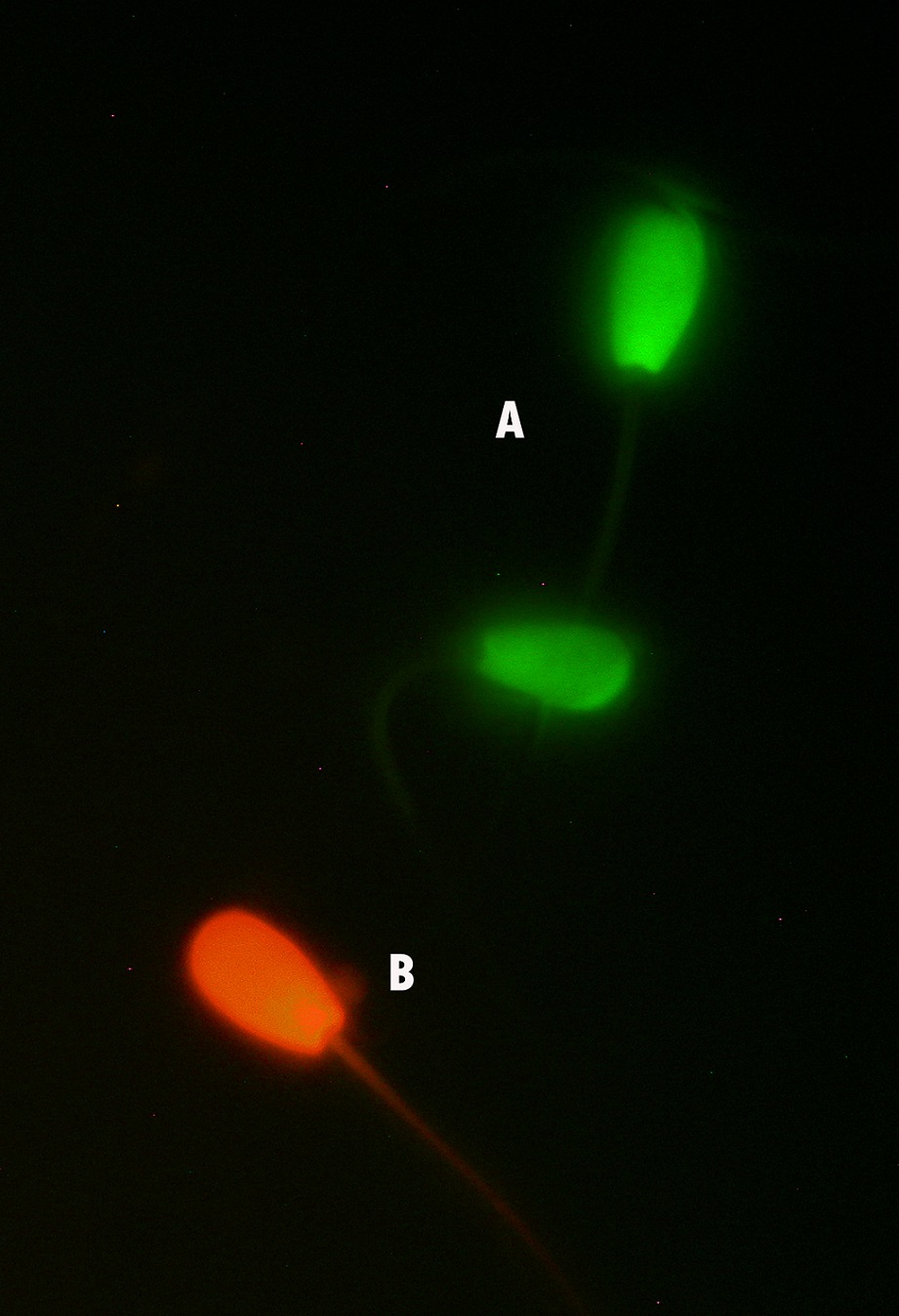 Bull sperm stained with SYBR-14/IP. A) Live; B) Dead