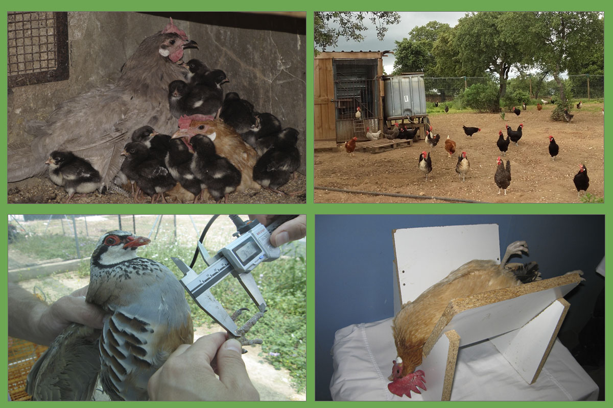 Gallinas cluecas, instalación avicultura sostenible dos indicadores de bienestar animal (asimetría y prueba inmovilidad muscular