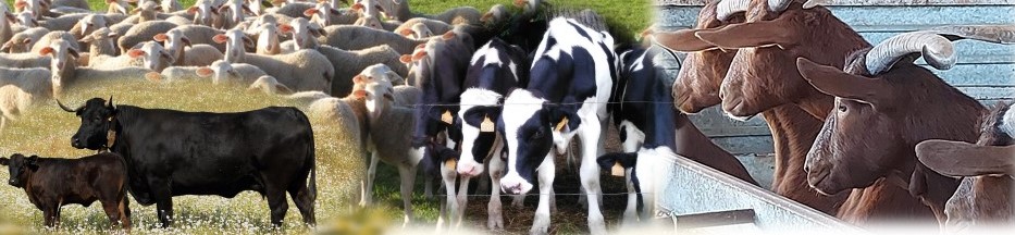 Omic techniques for the genetic improvement of ruminant species​​​
