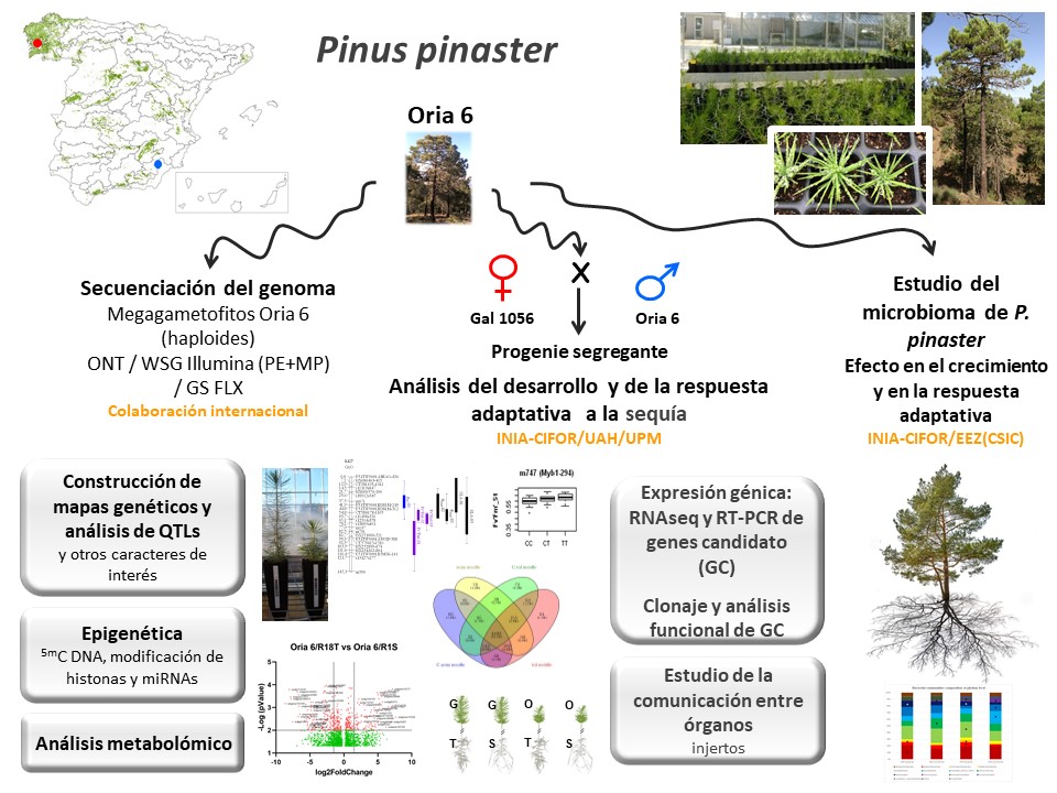 Main research lines with maritime pine: obtaining a reference genome for the species; study of its adaptive response to drought;