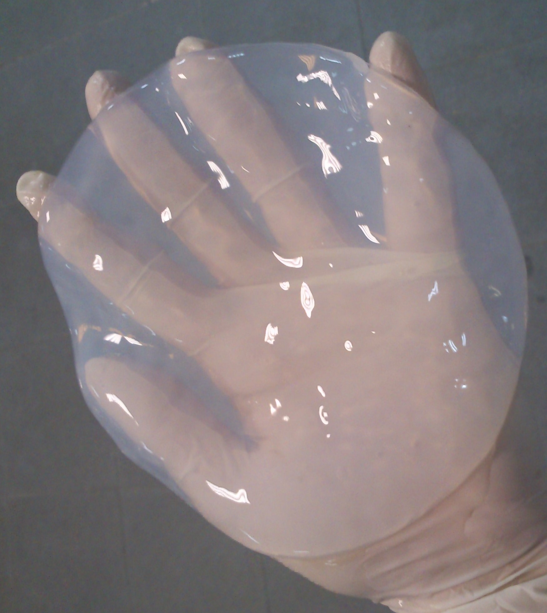 Lámina de celulosa bacteriana tras su obtención, purificación y lavado, antes de procesarla para reforzar papeles degradados 