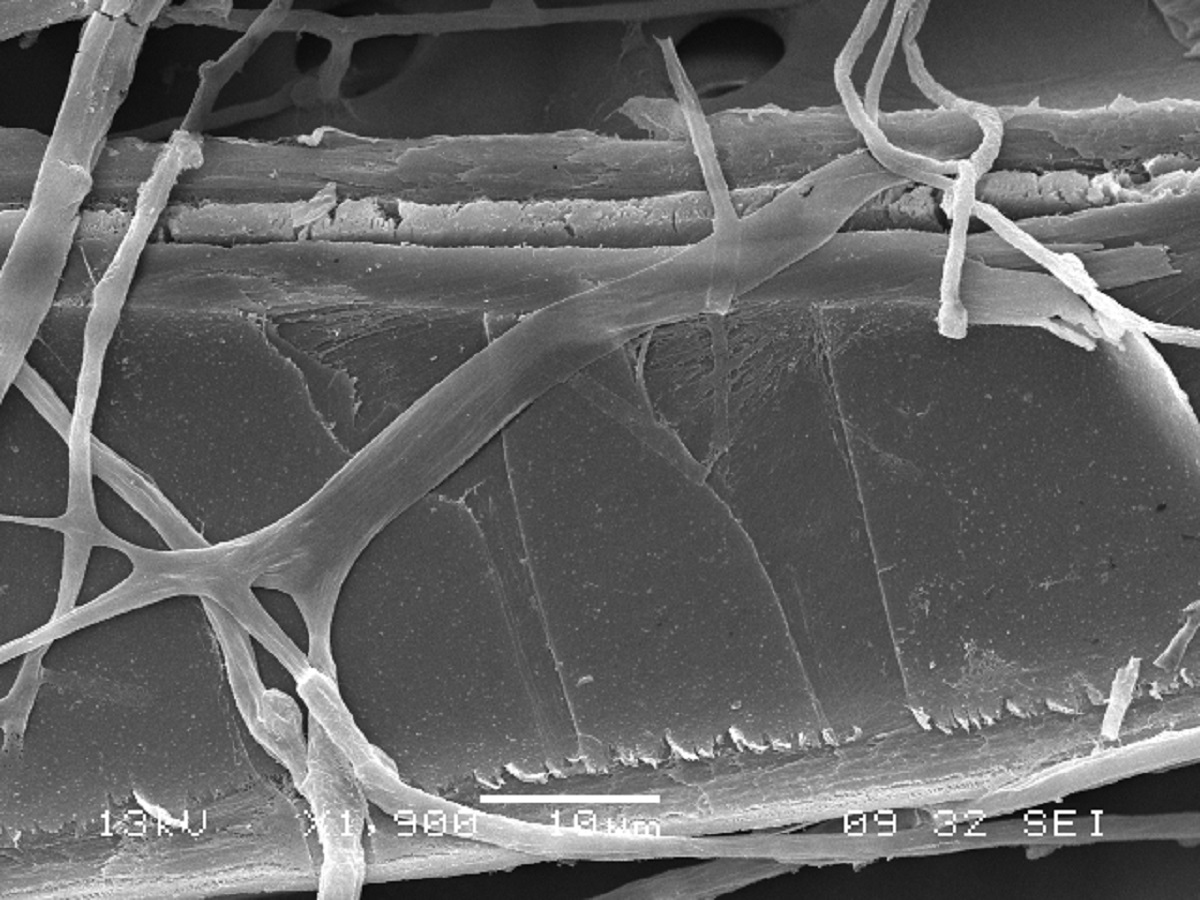 Imagen de microscopía electrónica de barrido (SEM) de una astilla de madera atacada por un hongo de podredumbre blanca que facil