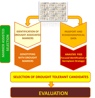 Fig 1. Enfoque dual para seleccionar variedades de leguminosas tolerantes a sequía utilizando la variación genética natural pres