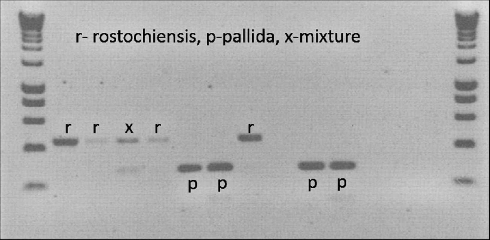 PCR Muliplex de Globodera spp