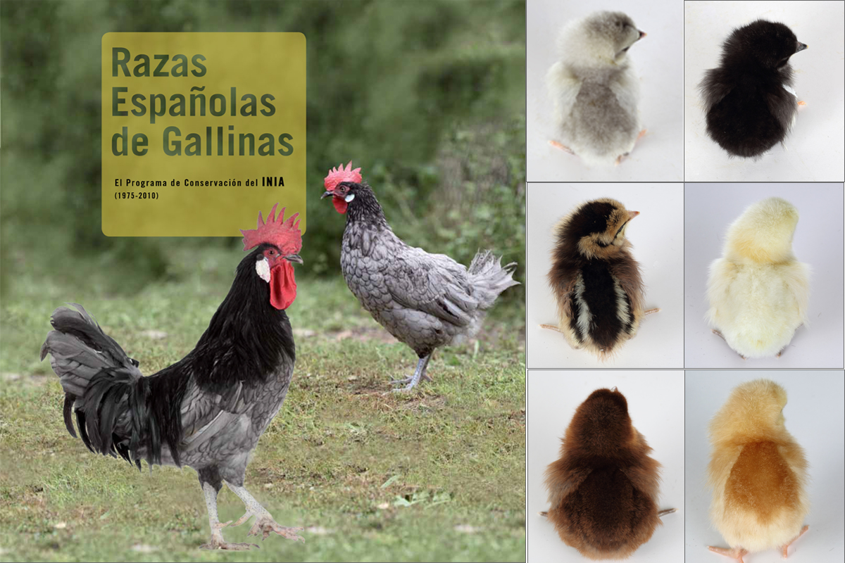 Razas españolas de gallinas