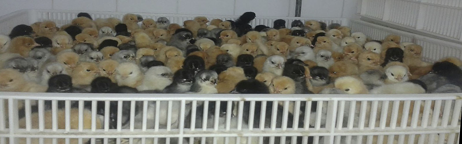Supply of chicken of autoctonous