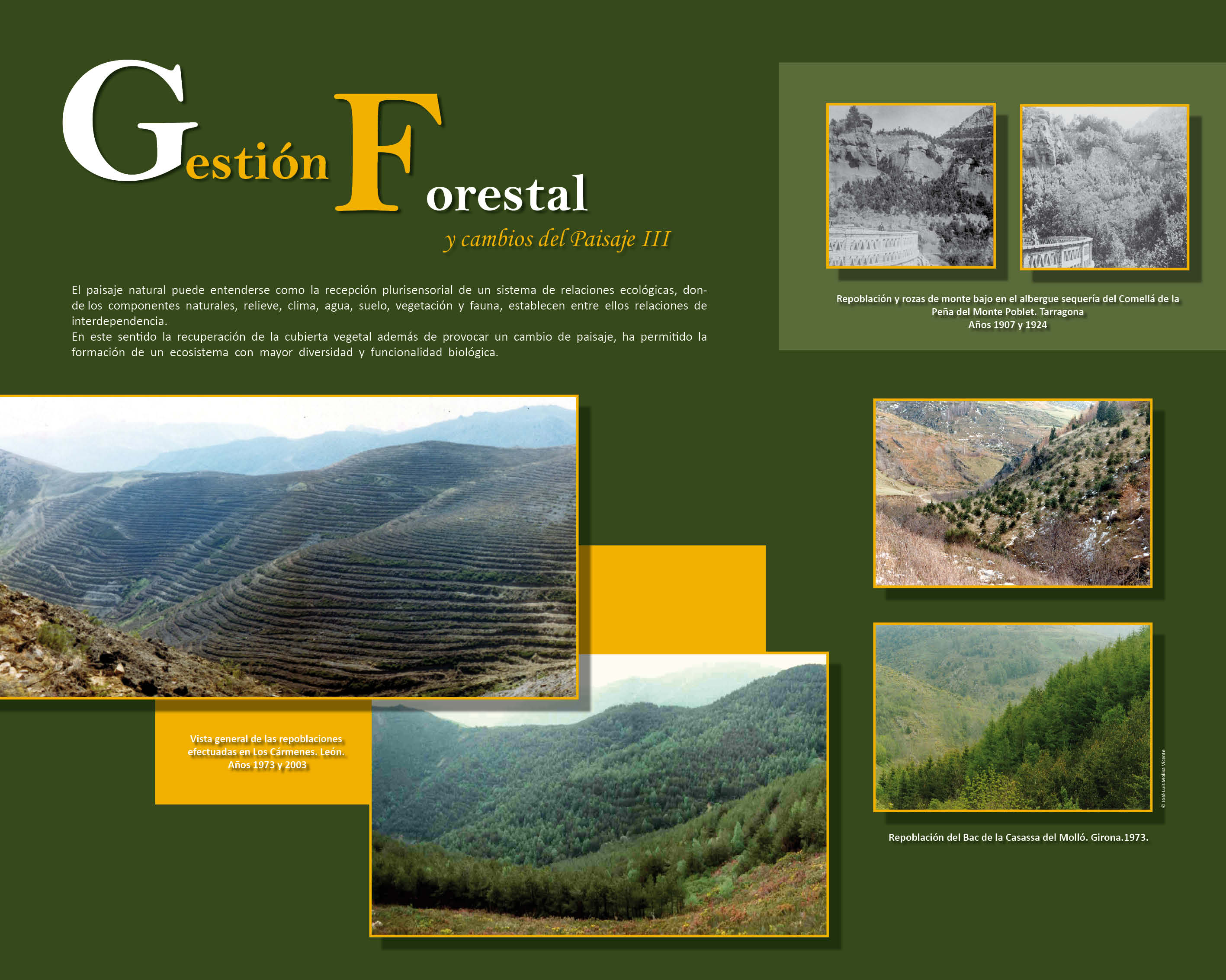 Gestión forestal 3