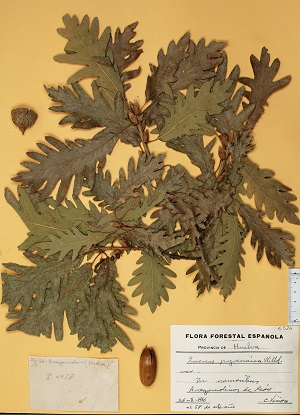 Colección de Quercus