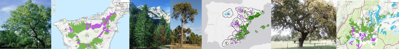 ​​Visor comparativo de la distr​ibución de especies forestales en España y sus regiones de procedencia