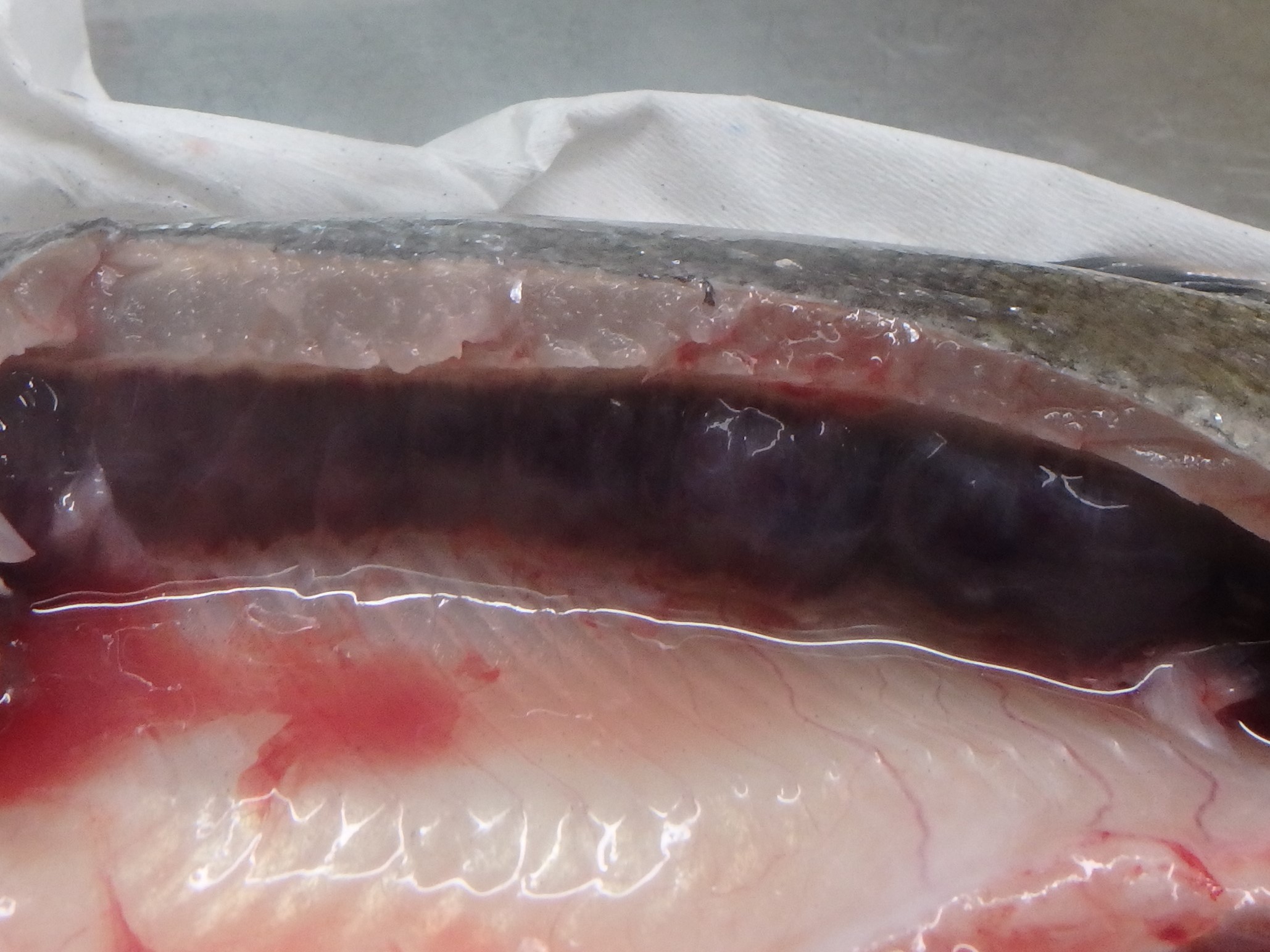 Swelled posterior kidney in rainbow trout affected by the parasite Tetracapsuloides bryosalmonae