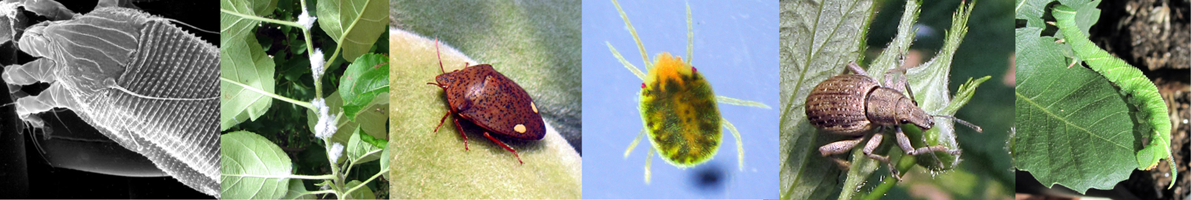 ​Identificación de plagas de insectos y ácaros y de sus enemigos naturales. Asesoramiento para el control de plagas de insectos 